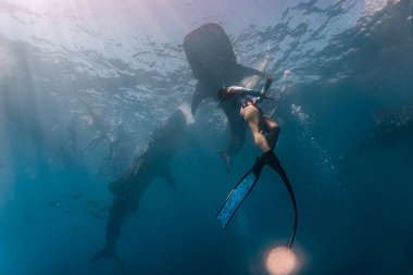 Seksi mayo giymiş genç bir kadın balina avcılarıyla yüzüyor. Whaleshark izlemek Oslob, Cebu, Filipinler 'de ünlü bir turistik merkezdir..