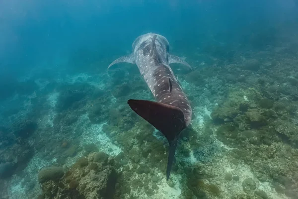 Yetişkin büyüklüğündeki balina yuvası (Rhincodon tipus) resifin dibine zarifçe yüzer..