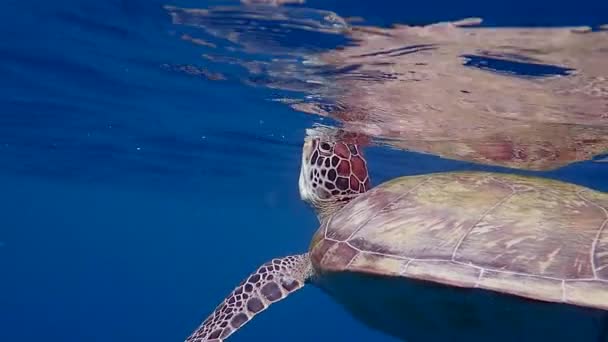 緑色のウミガメ ケロニア ミダス のゆっくりとした動きが水面に上昇して呼吸する — ストック動画