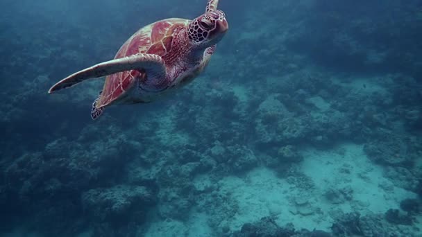 Movimiento Lento Tortuga Verde Chelonia Mydas Que Asciende Superficie Para — Vídeos de Stock