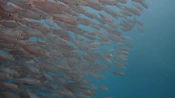 Massiccia Scuola Sardine Vista Una Telecamera Fissa Sott Acqua — Video Stock