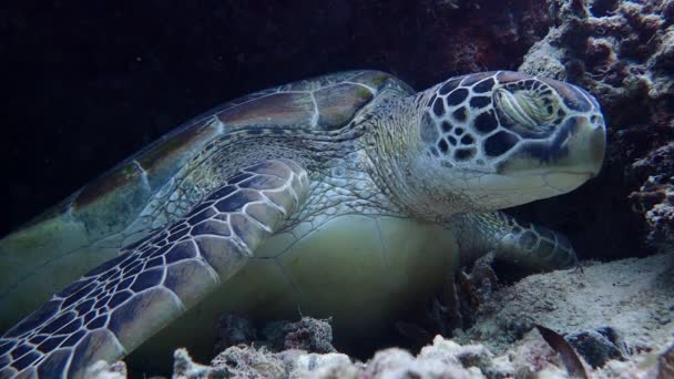 Een Slaperige Groene Zeeschildpad Chelonia Mydas Rust Onder Een Kleine — Stockvideo