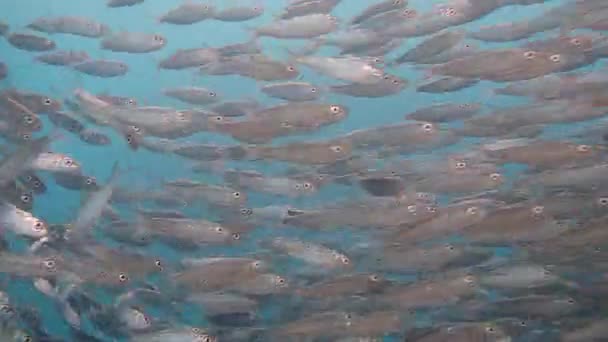 Massive Sardinenschule Von Einer Stabilen Unterwasserkamera Aus Gesehen — Stockvideo