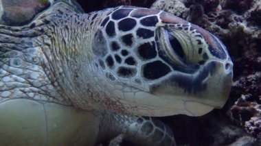 Uykulu yeşil deniz kaplumbağası (chelonia mydas) küçük bir su altı mağarası altında yatar..