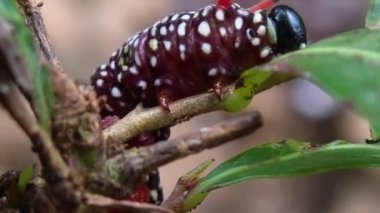 Beyaz benekli kırmızı bir tırtıl küçük bir dalda sürünüyor..