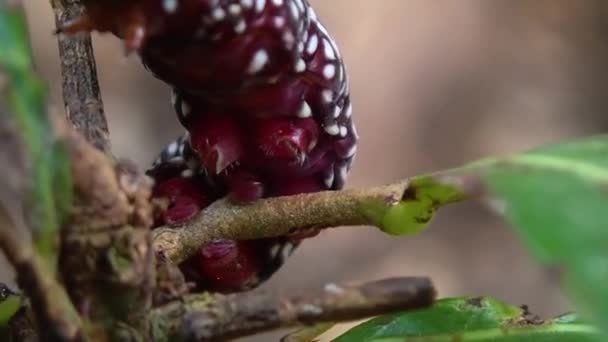 Biała Czerwona Gąsienica Czołgająca Się Małej Gałęzi Ujęcie Makro — Wideo stockowe