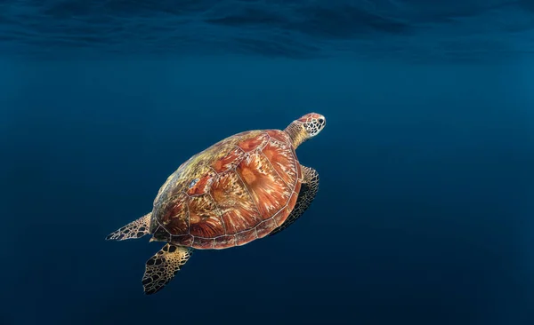 바다거북은호흡을 수면으로 올라온다 — 스톡 사진