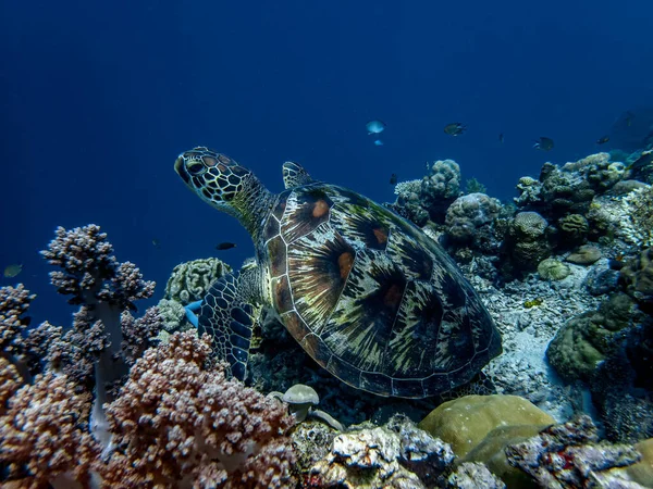 거북은 단단하고 부드러운 산호로 둘러싸인 해저에 — 스톡 사진