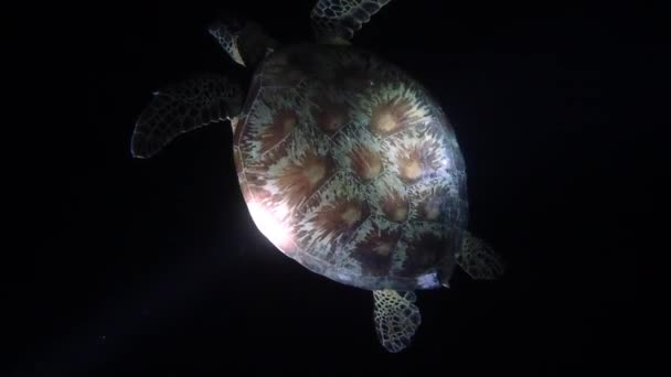 Grüne Meeresschildkröte Kreuzt Nachts Flachen Riff — Stockvideo