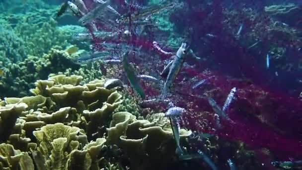 Petits Poissons Capturés Dans Filet Pêche Luttant Pour Échapper — Video