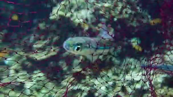 Primer Plano Los Peces Capturados Una Red Pesca — Vídeos de Stock