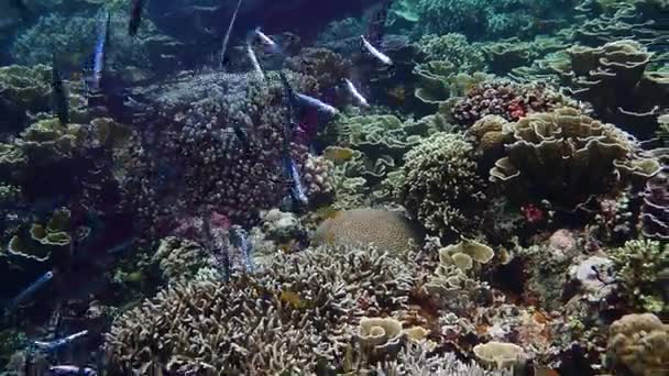 Peces Pequeños Atrapados Una Red Pesca Luchando Por Escapar — Vídeos de Stock