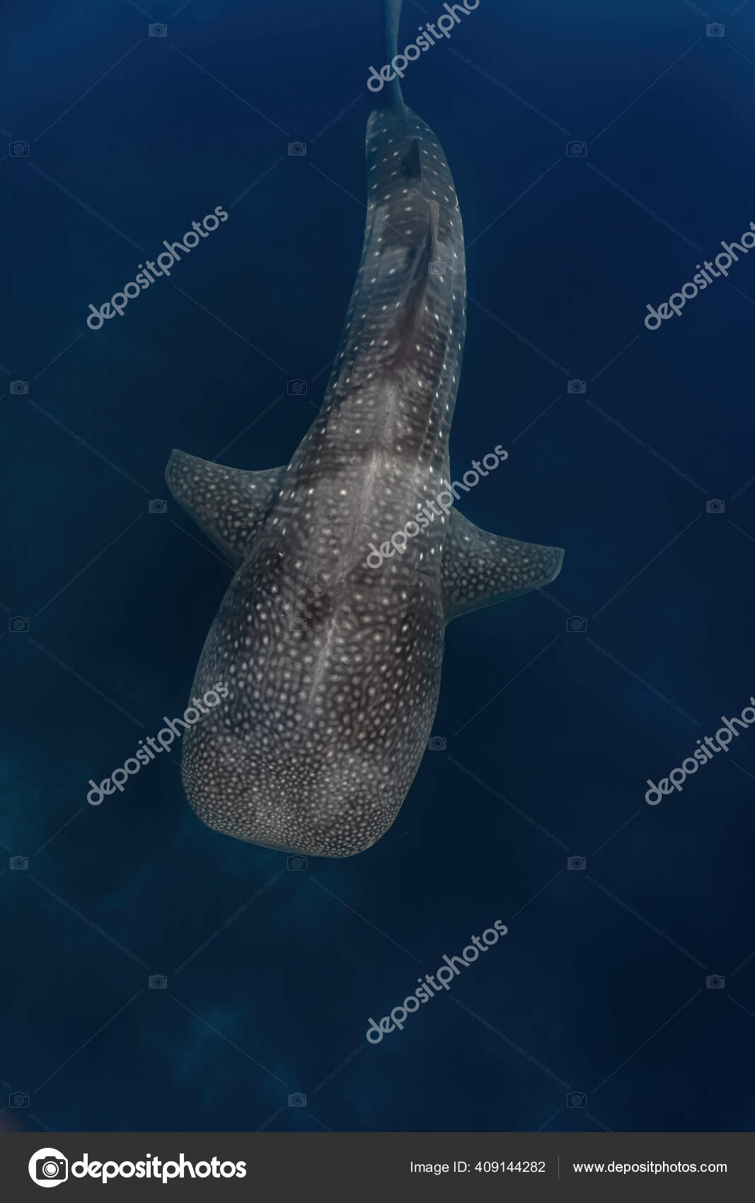 산호초 위에서 우아하게 헤엄치는 고래상어의 위에서 — 스톡 사진 © badjaw #409144282