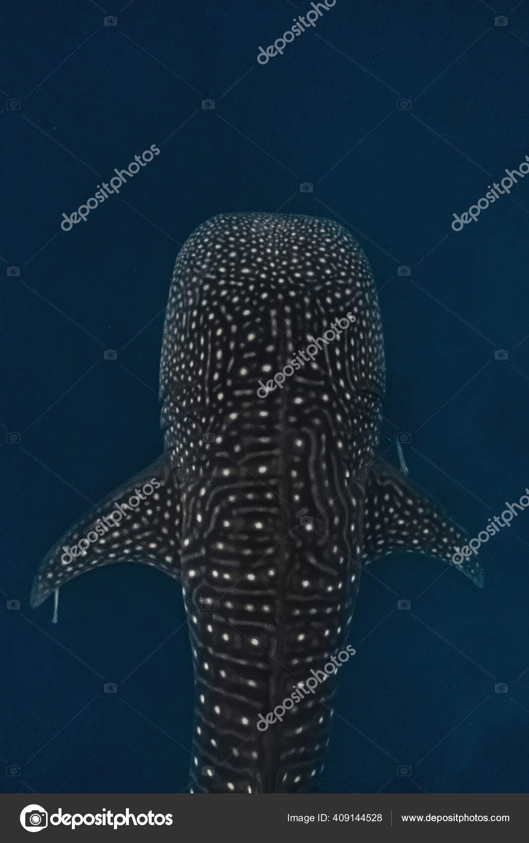 위에서 바다에서 우아하게 헤엄치는 고래상어의 찍었습니다 지느러미와 주위에 표지를 수있다 — 스톡 사진 © badjaw #409144528