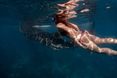 Mini bikinili seksi genç kadın yetişkin bir balina avcısıyla yüzüyor. Whaleshark izlemek Oslob, Cebu, Filipinler 'de ünlü bir turistik merkezdir..