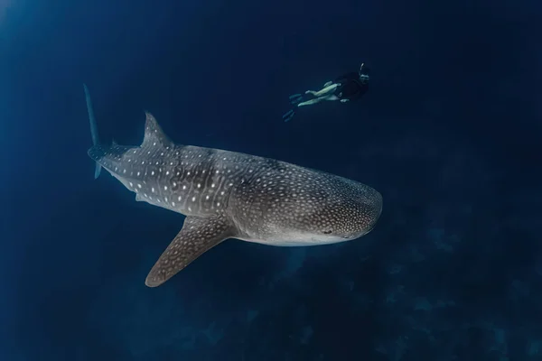 Buceo Tiburones Ballena Pintuyan Leyte Del Sur Filipinas — Foto de Stock