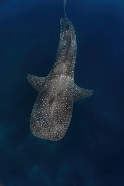 Tiro Aéreo Una Ballena Mientras Nadaba Graciosamente Por Encima Del — Foto de Stock