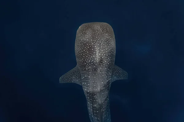 Tiro Aéreo Una Ballena Mientras Nadaba Graciosamente Por Encima Del — Foto de Stock