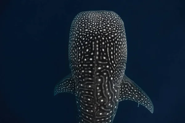 Overhead Shot Whaleshark Massive Body While Swimming Gracefully Deep Vibrant — Stock Photo, Image