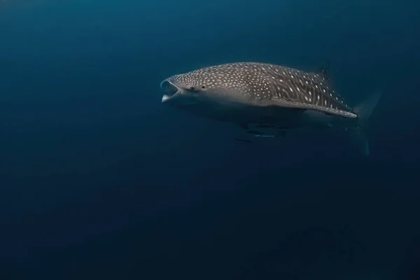 Massive Whaleshark Swimming Deep Its Large Mouth Open Feed Krill — Stock Photo, Image