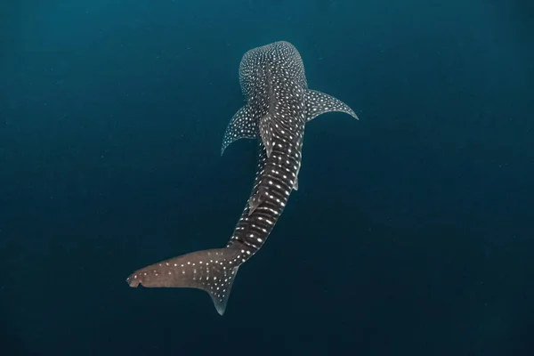 Massive Whaleshark Swimming Gracefully Deep — Stock Photo, Image