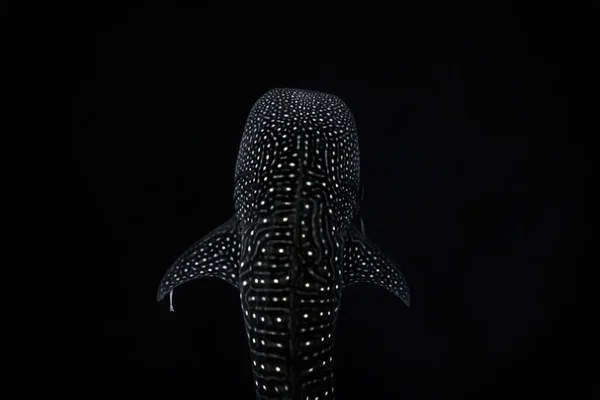 Overhead Shot Whaleshark Isolated Black Background — Stock Photo, Image