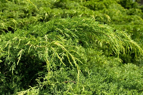 Ardıç dalları yakın çekim