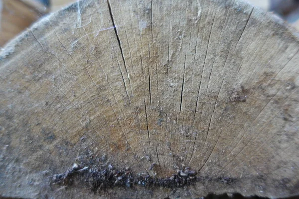 old tree stump in cross section