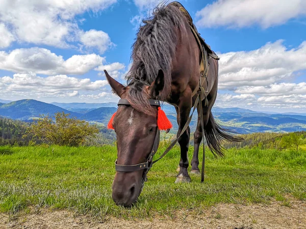 Palm-colored horse grazing in the high Alpine meadows against be