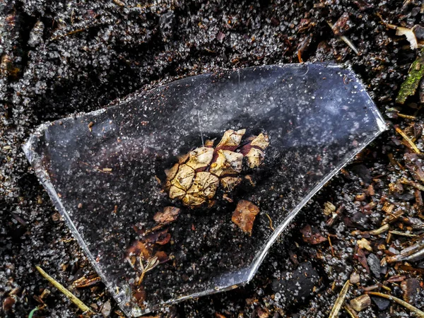 Pequeño cono de pino debajo de un trozo de vidrio . —  Fotos de Stock