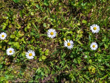 Güneşli bir yaz gününde yeşil çim tarlasında yetişen sevimli papatya çiçekleri..