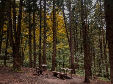 Ukrayna 'nın Karpat Dağları' ndaki vahşi bir ormanda piknik alanında odun tezgahları olan iki ahşap el yapımı masa. Karanlık, kasvetli, gizemli ruh hali..
