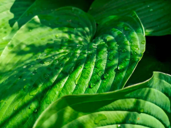 Große Herzförmige Grün Gestreifte Blätter Mit Regentropfen Schatten Der Bäume — Stockfoto