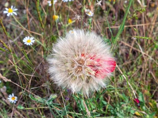 Bovenaanzicht Van Een Grote Geitenbaard Bloem Tragopogon Pratensis Een Rode — Stockfoto