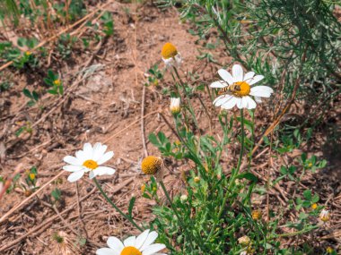 Sarı bir papatya çiçeğinin üzerinde oturan şeritli eşekarısı güneşli bir günde kır yolunun yakınlarında büyüyor..