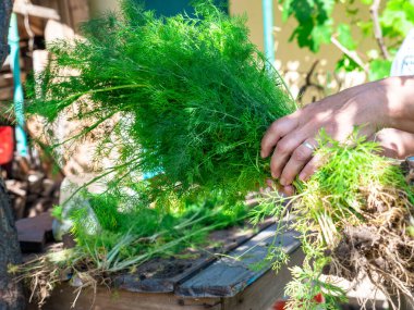 Kadın elleri, arka planda kırsal ahşap masa ve açık havada kök salmış bir demet taze dereotu tutuyor. Hasat ve bahçıvanlık konsepti.