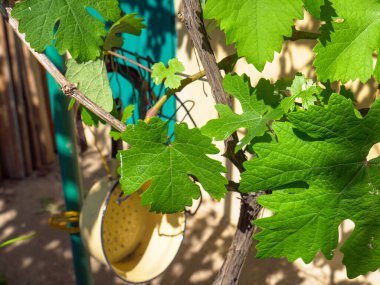 Büyük parlak yeşil yaprakları olan sarmaşık dalı, arkada asılı eski moda bir metal kollander. Sıcak, güneşli, kırsal kesim..