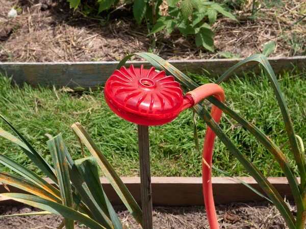 Güneşli Bir Günde Sebze Bahçesinde Kırmızı Bir Hortum Üzerine Yuvarlak — Stok fotoğraf