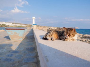 Soysuz, tekir çizgili, gözleri kapalı kedi Ayia Napa 'da deniz kenarında dinleniyor ve dinleniyor. Deniz feneri ve mavi su ufukta.