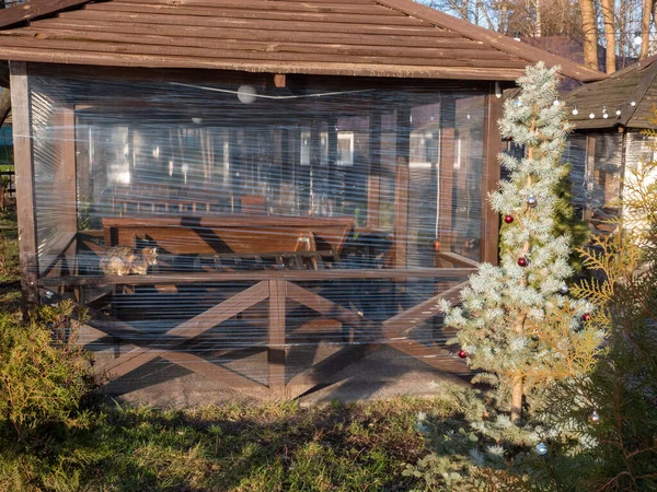 Niet Afstamming Tabby Bruine Kat Zittend Een Houten Zomerhuis Gesloten — Stockfoto