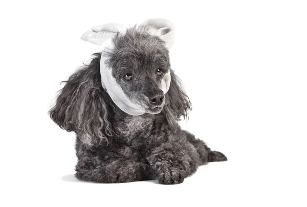 Chien Caniche Bouclé Gris Malade Avec Pansement Autour Tête Isolé — Photo