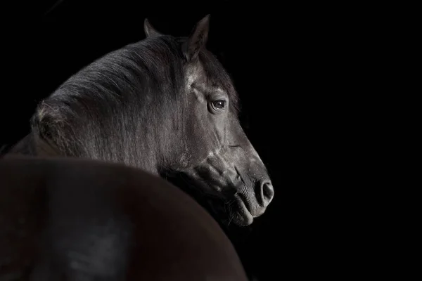 Een Zwart Paard Voor Zwarte Achtergrond Studio — Stockfoto