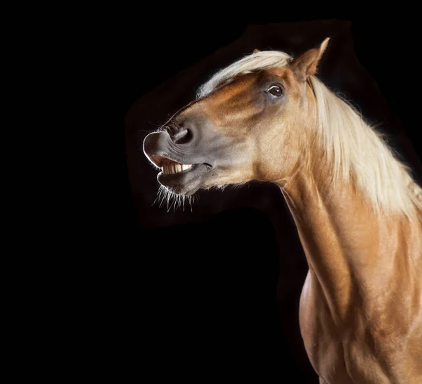 Cavalo Marrom Frente Fundo Preto Estúdio — Fotografia de Stock
