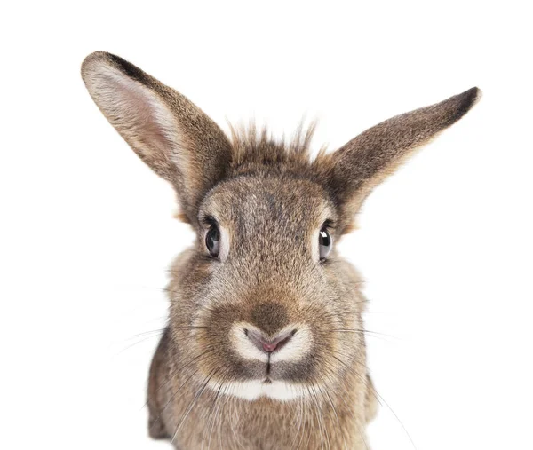 Trois Lapins Gros Plan Isolés Sur Fond Blanc — Photo