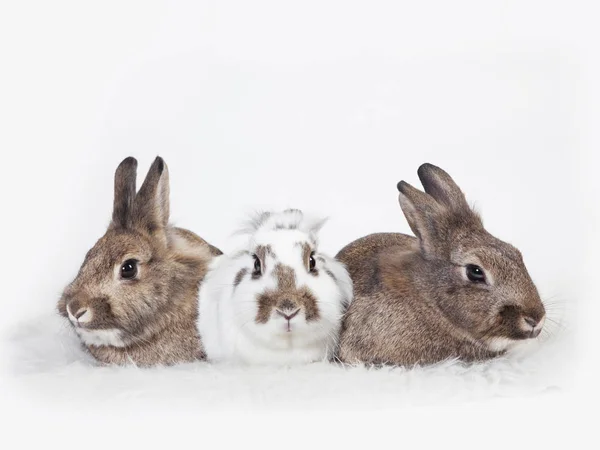 Três Coelhos Close Isolados Sobre Fundo Branco — Fotografia de Stock