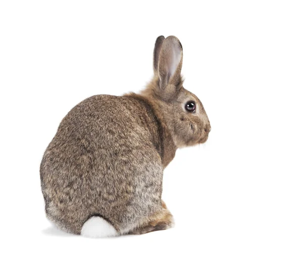 Lapin Gros Plan Isolé Sur Fond Blanc — Photo