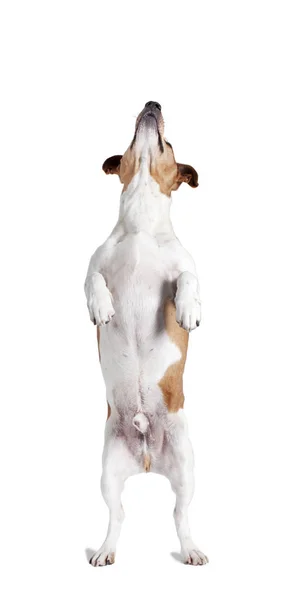 Jack Russel Stands His Hind Legs Looks Isolated — Stock Photo, Image