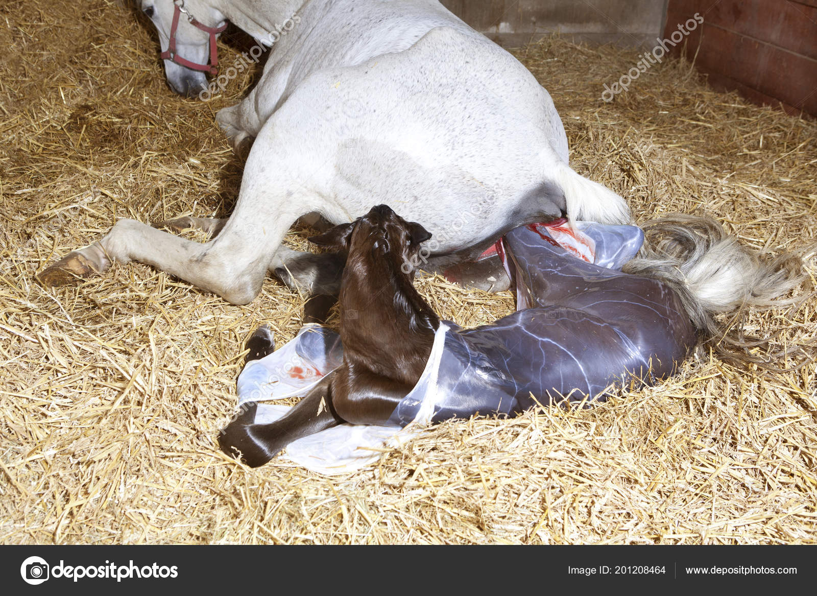 Horses Giving Birth