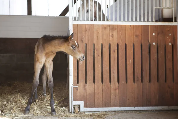 Foal Shakily Mute Next Mother Looks Out Horse Box — Stock Photo, Image