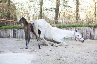 Kısrak ve Tay doğumdan sonra ilk defa dışarı, Anne inişli çıkışlı